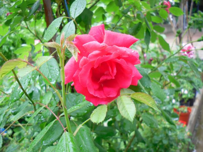 Name:  SDC13644 copy copy.jpg
Views: 401
Size:  57.4 KB