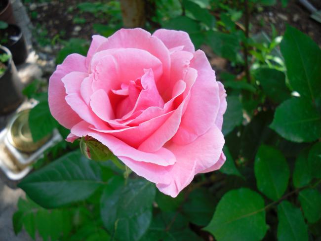 Name:  SDC13659 copy copy.jpg
Views: 445
Size:  37.1 KB