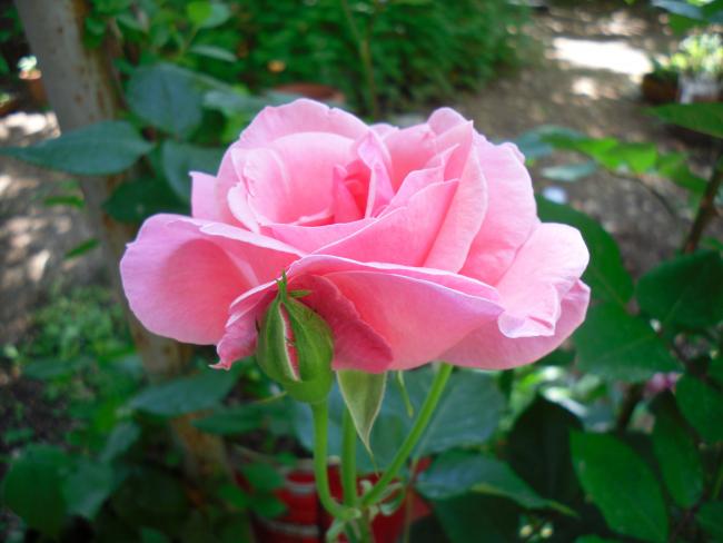 Name:  SDC13660 copy copy.jpg
Views: 387
Size:  37.0 KB