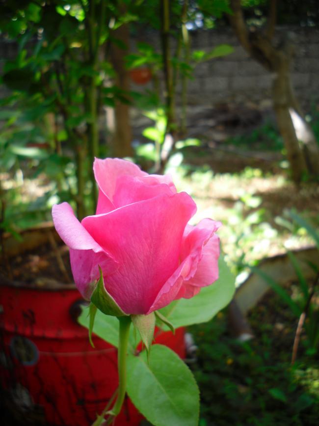Name:  SDC13661 copy copy.jpg
Views: 387
Size:  55.0 KB