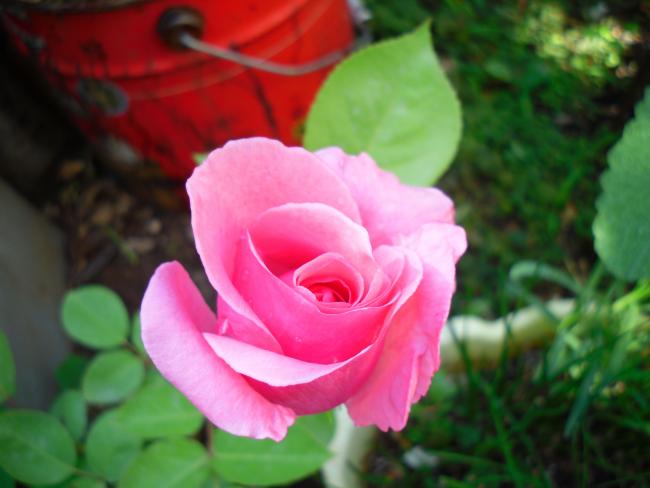 Name:  SDC13662 copy copy.jpg
Views: 395
Size:  33.3 KB
