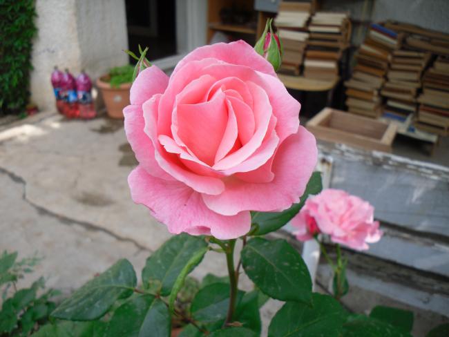 Name:  SDC13685 copy copy.jpg
Views: 391
Size:  38.7 KB