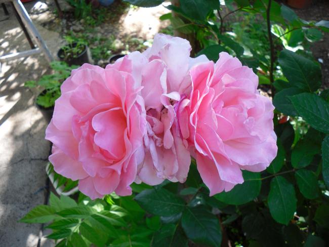 Name:  SDC13702 copy copy.jpg
Views: 670
Size:  48.6 KB