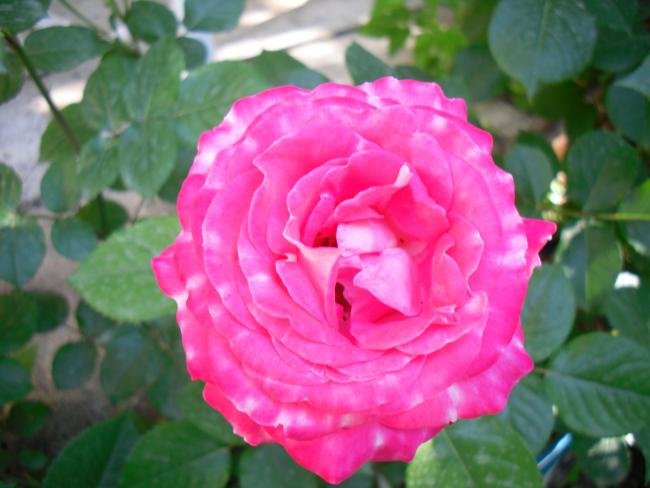 Name:  SDC13703 copy copy.jpg
Views: 630
Size:  39.1 KB