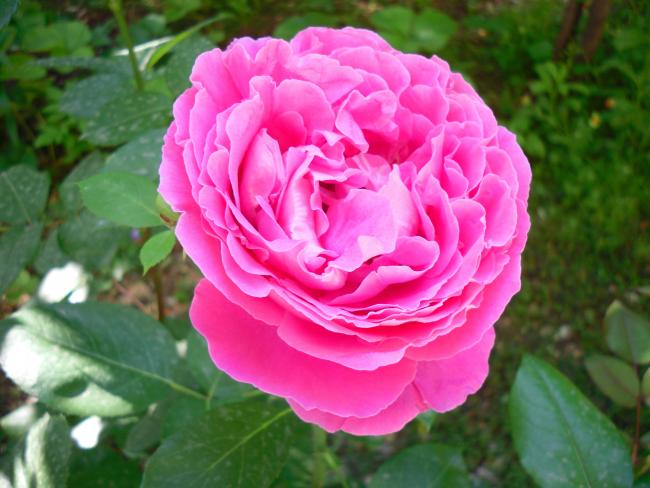 Name:  SDC13707 copy copy.jpg
Views: 671
Size:  46.5 KB