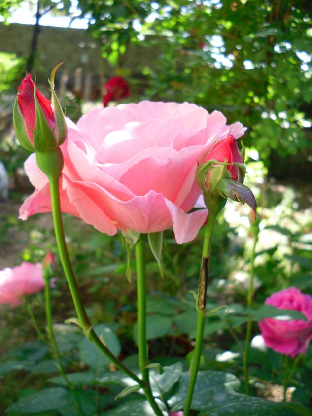Name:  SDC13708 copy copy.jpg
Views: 633
Size:  70.9 KB