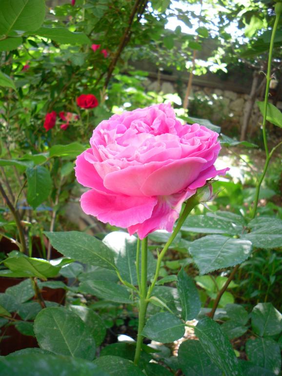 Name:  SDC13709 copy copy.jpg
Views: 620
Size:  74.7 KB