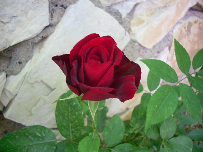 Name:  SDC13711 copy copy.jpg
Views: 603
Size:  37.8 KB
