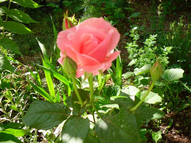 Name:  SDC13714 copy copy.jpg
Views: 610
Size:  71.2 KB