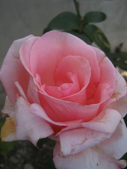 Name:  pembeli.JPG
Views: 1063
Size:  28.3 KB