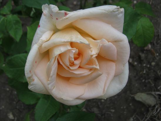 Name:  gl.JPG
Views: 993
Size:  38.3 KB