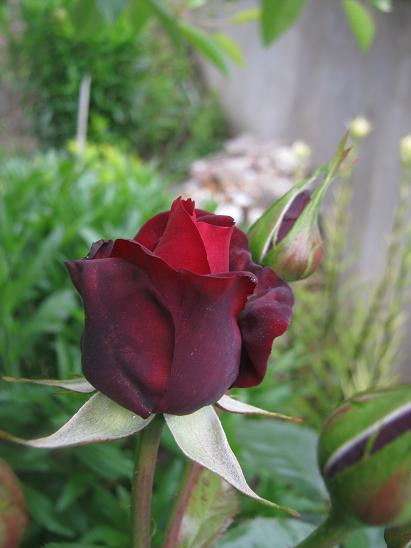 Name:  gl1.JPG
Views: 998
Size:  35.3 KB