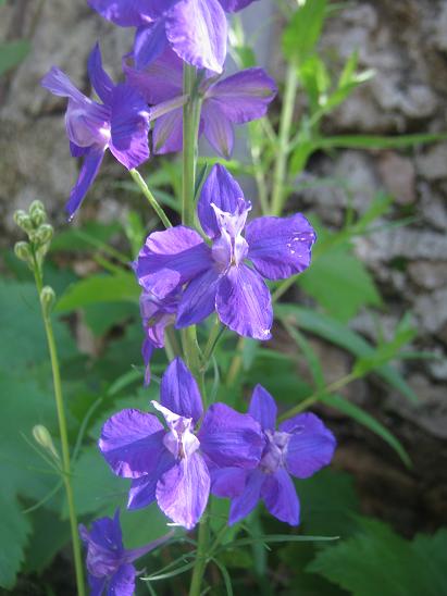 Name:  delfinyum1.JPG
Views: 1001
Size:  42.1 KB