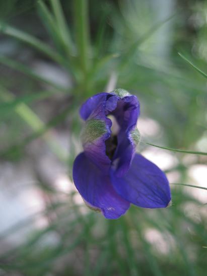 Name:  delfinyum2.JPG
Views: 1014
Size:  26.9 KB