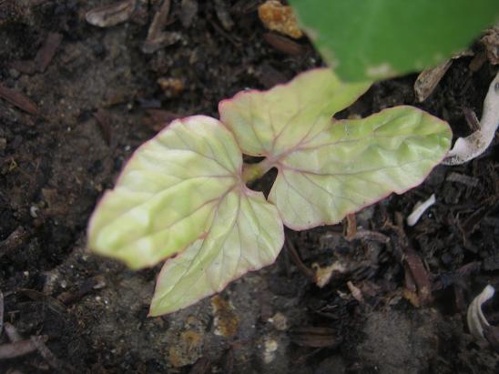 Name:  pink mix ipomea nil.JPG
Views: 1067
Size:  47.5 KB