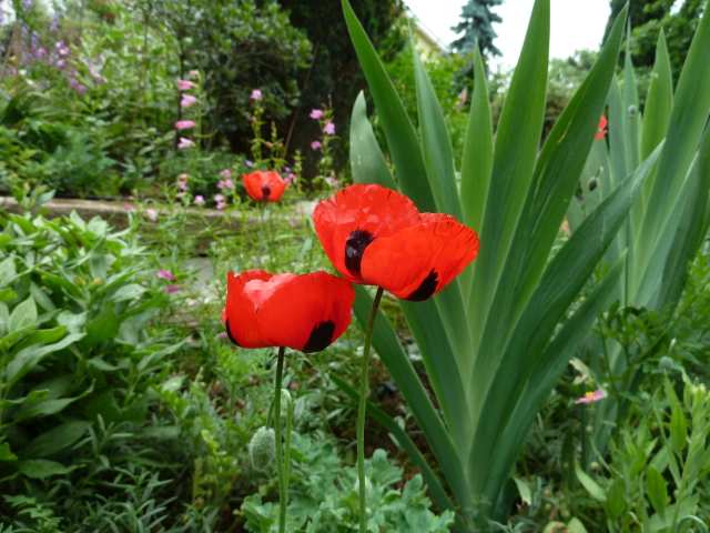 Name:  Bahe 10 Haziran 2012 002.JPG
Views: 1222
Size:  53.1 KB