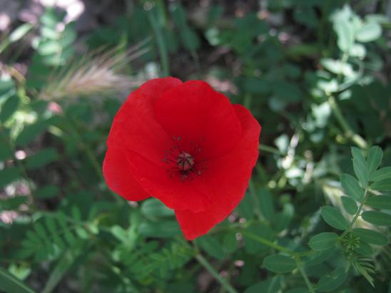 Name:  krmz.JPG
Views: 1181
Size:  40.1 KB