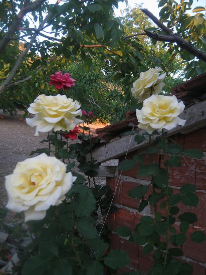 Name:  sar gl.JPG
Views: 1331
Size:  58.0 KB