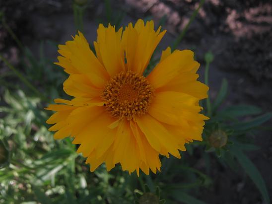 Name:  coreopsis g..JPG
Views: 1354
Size:  38.1 KB
