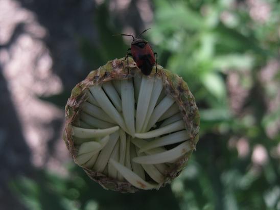 Name:  papatya ve bcek.JPG
Views: 1367
Size:  37.3 KB