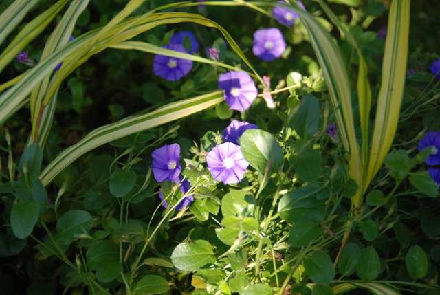 Name:  Convulvulus sabatius yakin plan.JPG
Views: 1253
Size:  46.2 KB