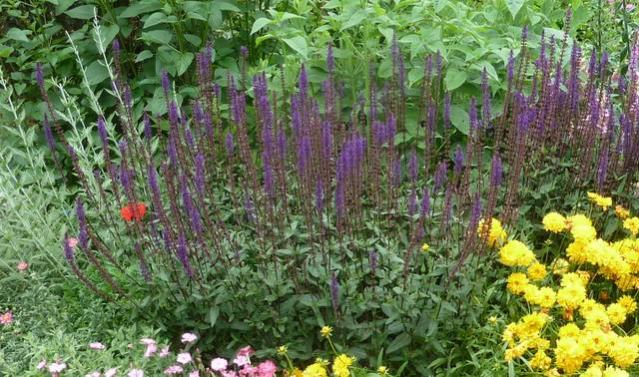 Name:  Salvia nemerosa 'Caradonna'.jpg
Views: 1319
Size:  69.7 KB