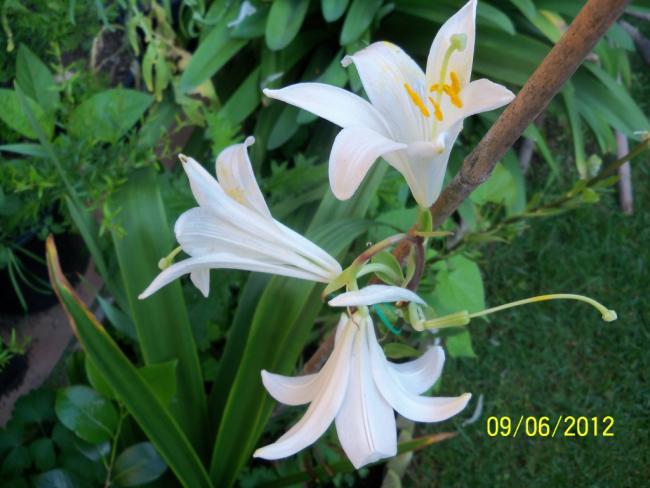 Name:  100_4715.jpg
Views: 640
Size:  45.7 KB