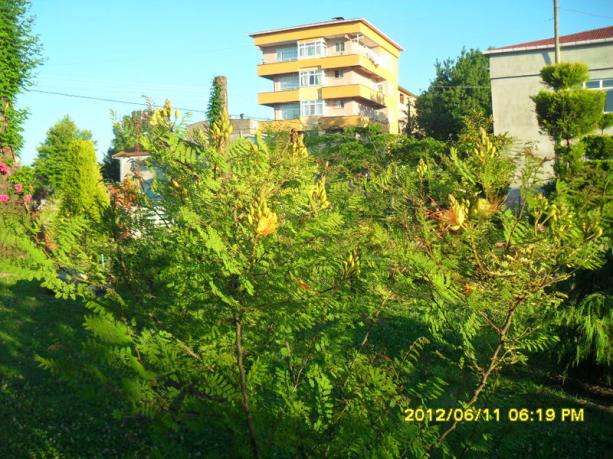 Name:  029.jpg
Views: 915
Size:  71.3 KB