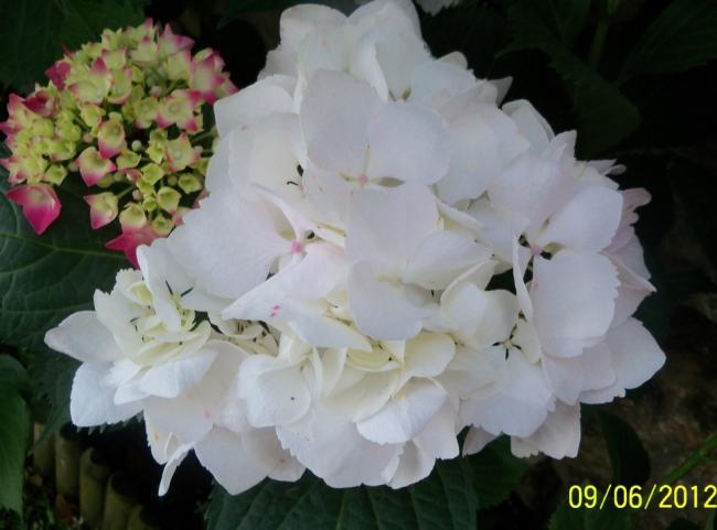 Name:  100_5186.jpg
Views: 688
Size:  35.1 KB