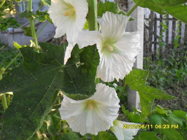 Name:  049.jpg
Views: 1463
Size:  51.5 KB