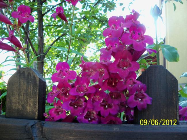 Name:  100_4905.jpg
Views: 629
Size:  62.5 KB