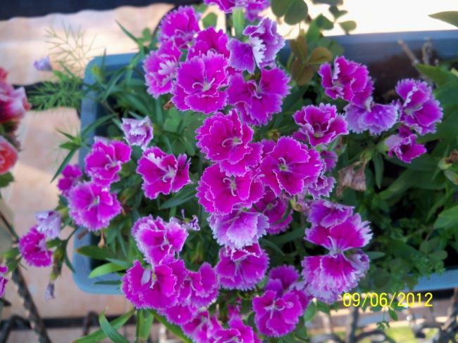 Name:  100_4805.jpg
Views: 653
Size:  59.6 KB