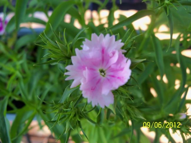 Name:  100_4807.jpg
Views: 608
Size:  39.5 KB