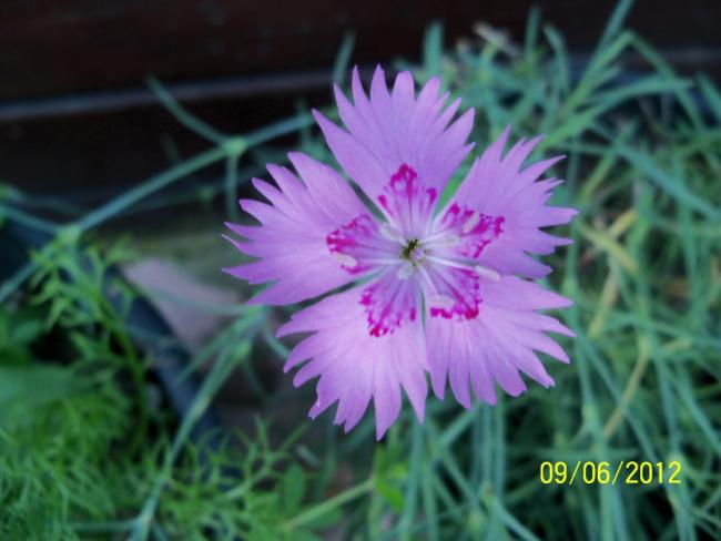 Name:  100_4848.jpg
Views: 631
Size:  36.5 KB