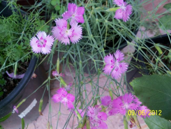 Name:  100_4846.jpg
Views: 648
Size:  54.0 KB