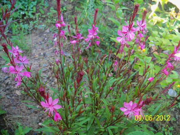 Name:  100_4922.jpg
Views: 652
Size:  71.7 KB