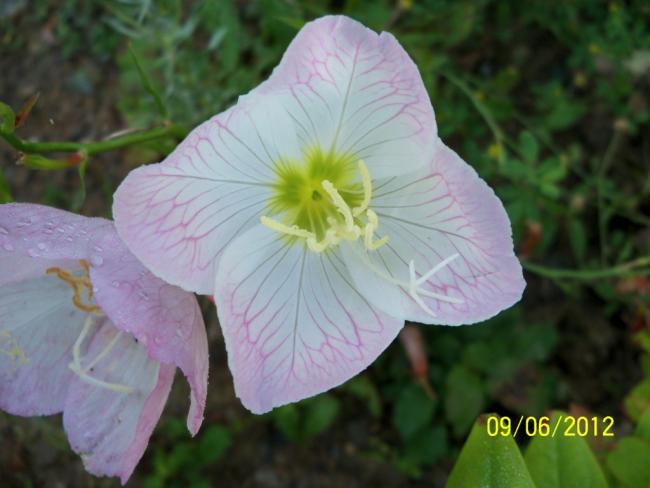 Name:  100_4934.jpg
Views: 625
Size:  35.5 KB