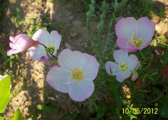 Name:  100_5476.jpg
Views: 608
Size:  44.9 KB