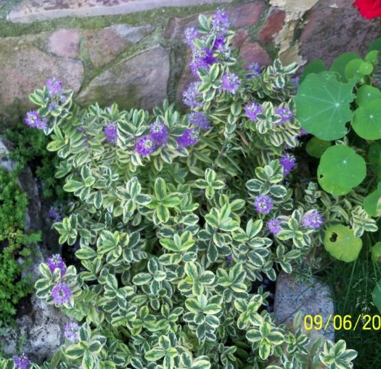 Name:  100_4855.jpg
Views: 638
Size:  75.3 KB