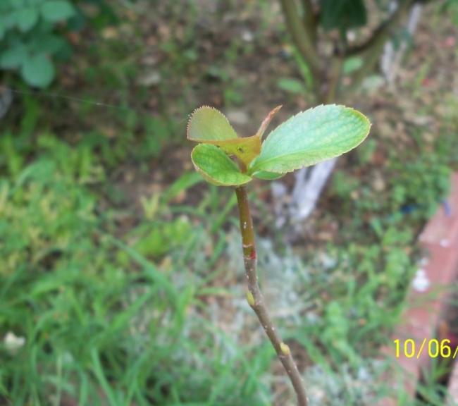 Name:  100_5265.jpg
Views: 585
Size:  39.0 KB
