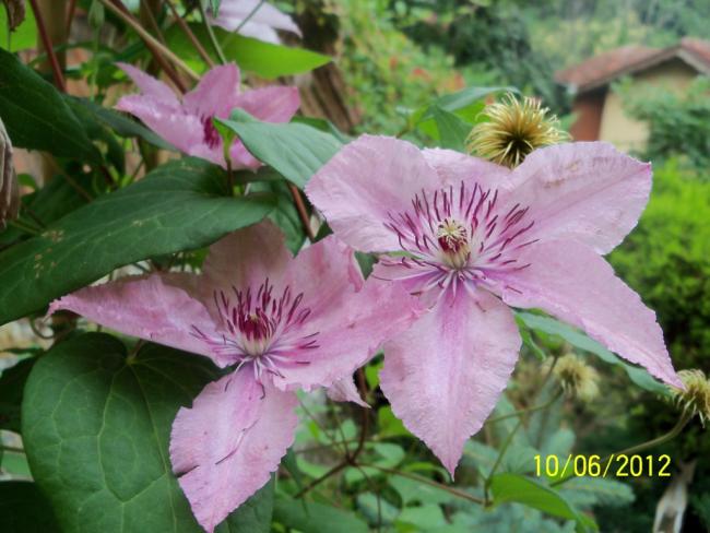 Name:  100_5245.jpg
Views: 658
Size:  48.3 KB