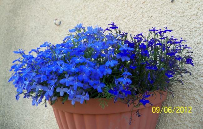 Name:  100_4871.jpg
Views: 639
Size:  56.6 KB
