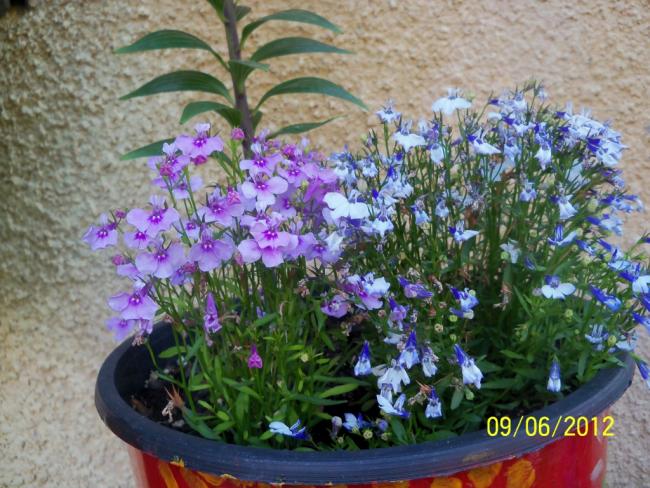 Name:  100_5185.jpg
Views: 647
Size:  67.4 KB