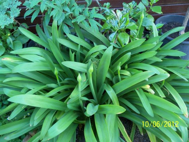 Name:  100_5361.jpg
Views: 688
Size:  63.7 KB