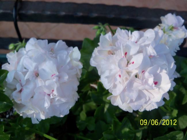 Name:  100_4790.jpg
Views: 606
Size:  34.2 KB