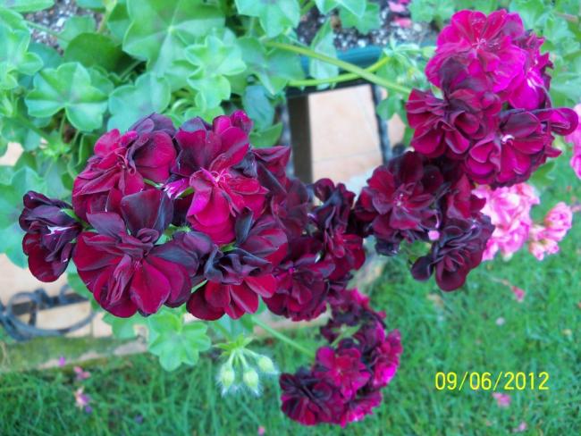 Name:  100_4778.jpg
Views: 635
Size:  59.2 KB