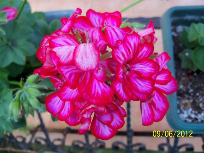 Name:  100_4770.jpg
Views: 646
Size:  47.6 KB