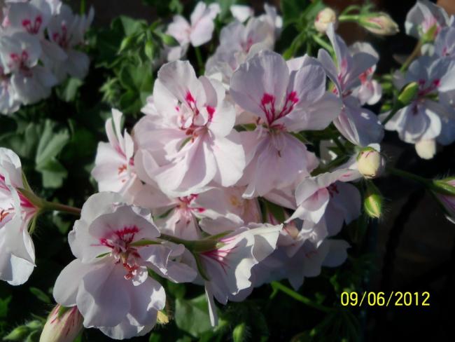 Name:  100_4793.jpg
Views: 634
Size:  43.5 KB