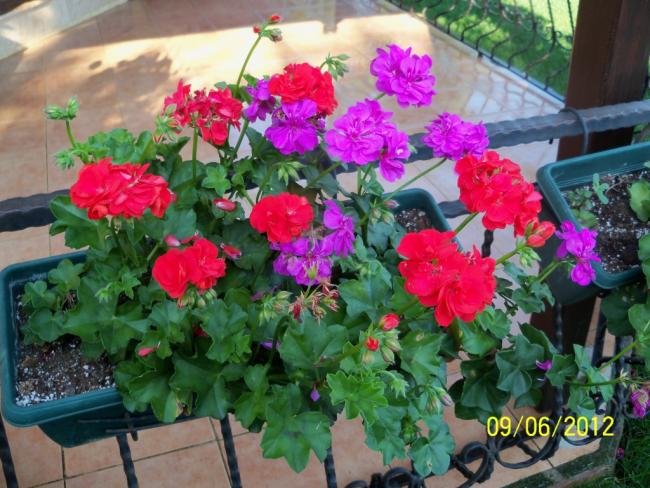 Name:  100_4772.jpg
Views: 671
Size:  63.0 KB