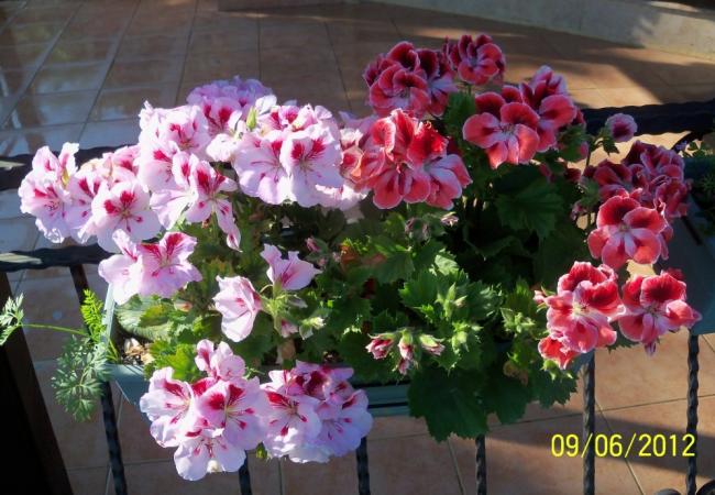 Name:  100_4797.jpg
Views: 652
Size:  57.0 KB
